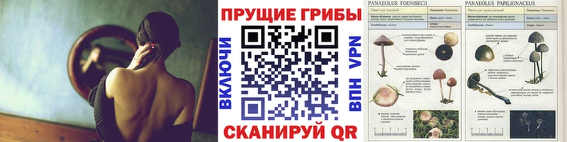 Псилоцибиновые грибы Psilocybine cubensis  Новодвинск 